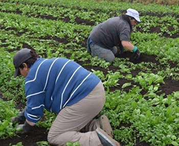 COmo Solicitar Ayuda Para Jovenes Agricultores