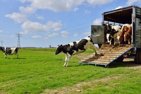 Requisitos Para Transportar Animales Vivos 1
