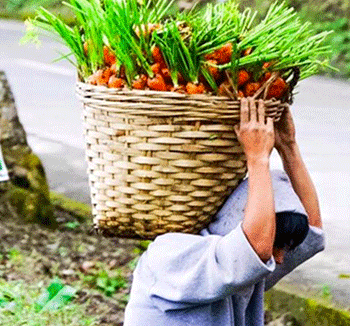los Requisitos para ser Joven Agricultor Ayuda a Jovenes Agricultores