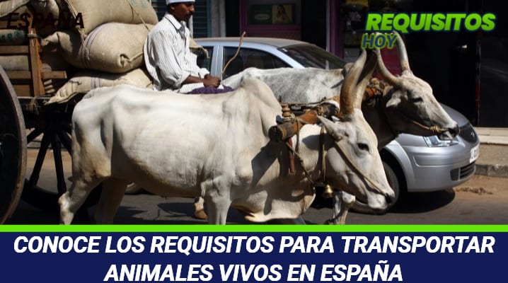 Requisitos para transportar animales vivos
