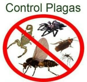 Qué es un Certificado de Control de Plagas