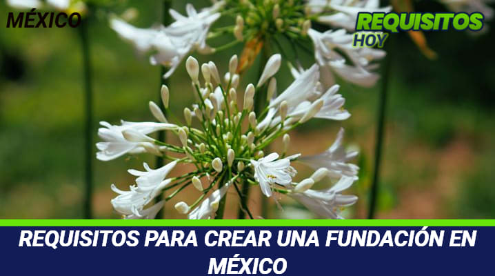 Requisitos para crear una Fundación en México 