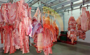 Transportar carne conclusion