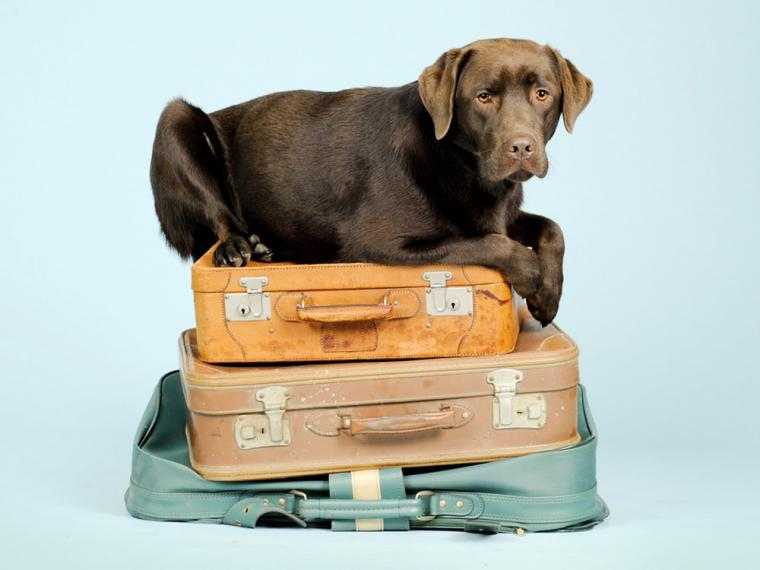 requisitos para viajar con mascotas