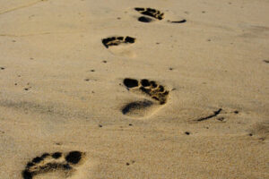 Pasos a seguir formulario E 136